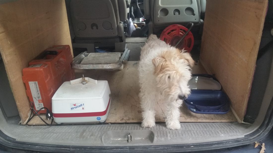 De glas-in-lood hond houdt alles goed in de gaten.....